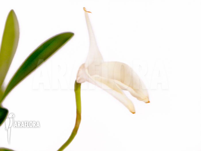 Masdevallia coccinea alba flower