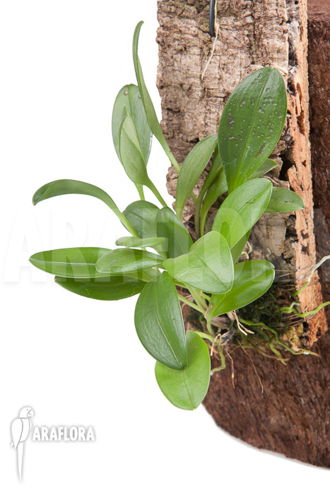 Masdevallia glandulosa
