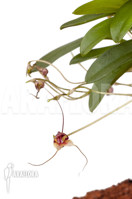 Masdevallia hybrid ‘mounted’