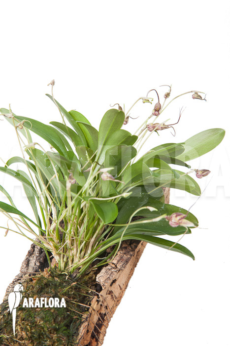 Masdevallia hybrid ‘mounted’