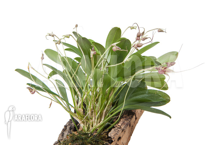 Masdevallia hybrid ‘mounted’