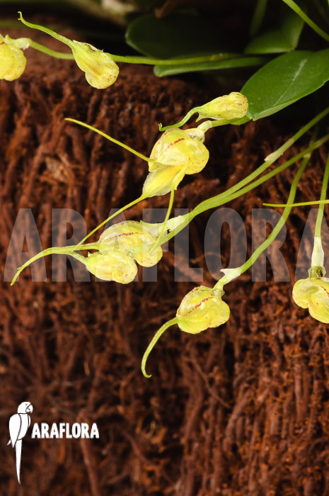 Masdevallia nidifica ‘Yellow’