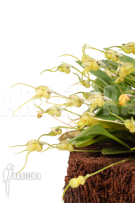 Masdevallia nidifica ‘Yellow’