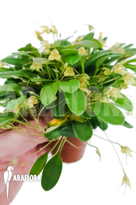 Masdevallia nidifica ‘Yellow’