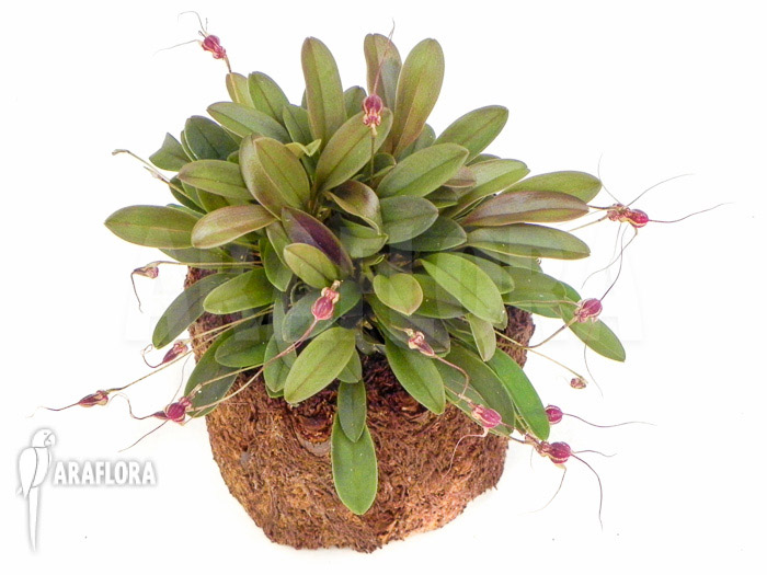 Masdevallia nifidica ‘dark’