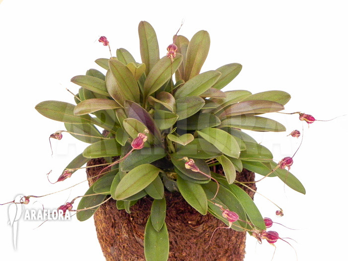 Masdevallia nifidica ‘dark’