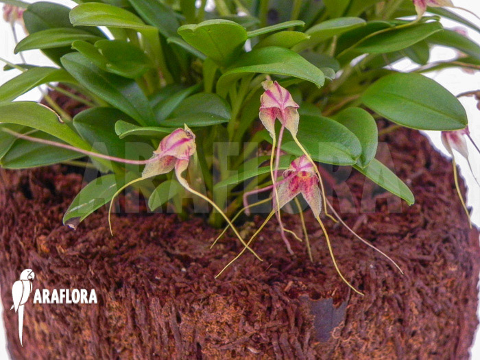 Masdevallia nifidica ‘green’