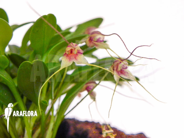 Masdevallia nifidica ‘green’