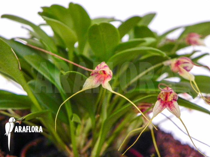Masdevallia nifidica ‘green’