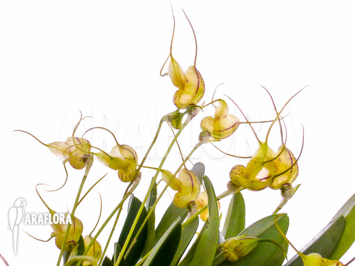 Masdevallia nifidica ‘yellow’