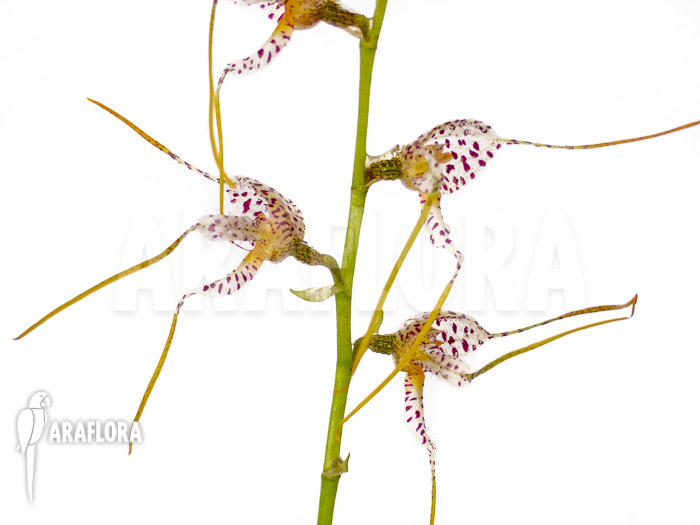 Masdevallia pachyura