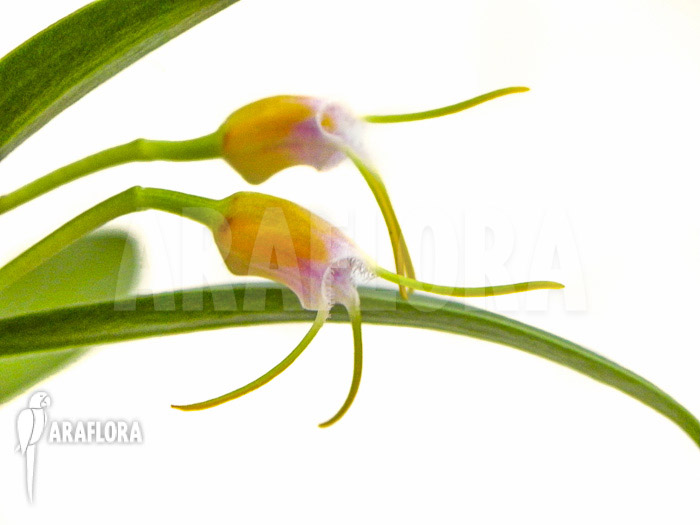 Masdevallia paivaeana