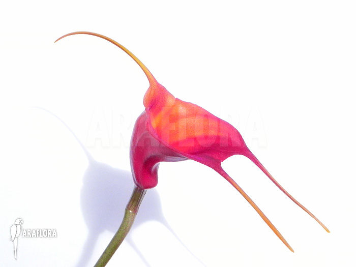 Masdevallia veitchiana