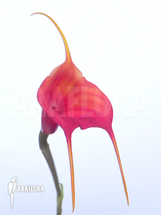 Masdevallia veitchiana
