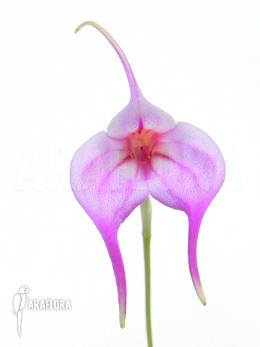 Masdevallia x ‘Pink’