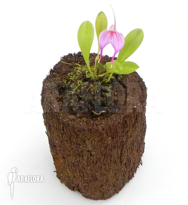 Masdevallia x ‘Pink’