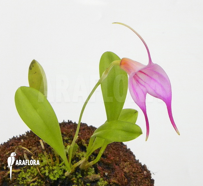 Masdevallia x ‘Pink’
