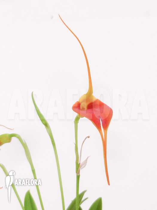 Masdevallia x new orange