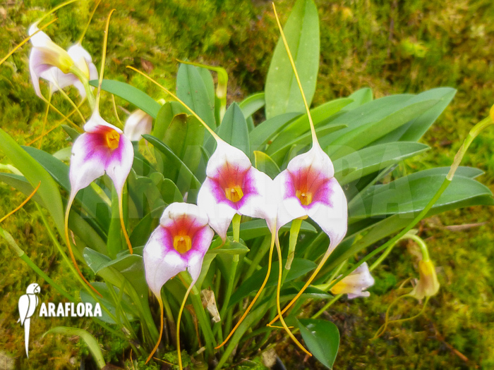 Madevallia x silver star