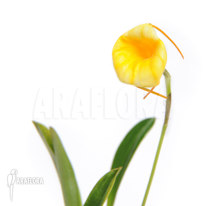 Masdevallia x Liana ‘Yellow’