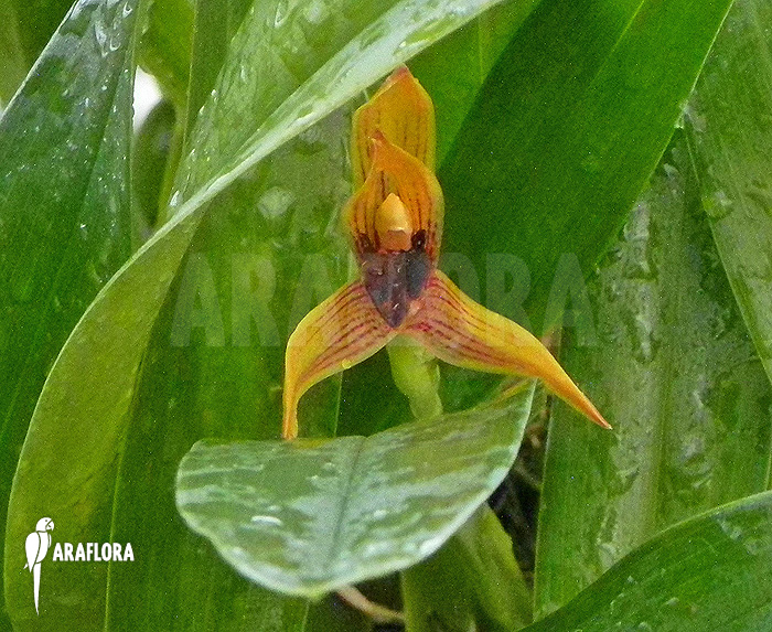 Maxillaria cucullata