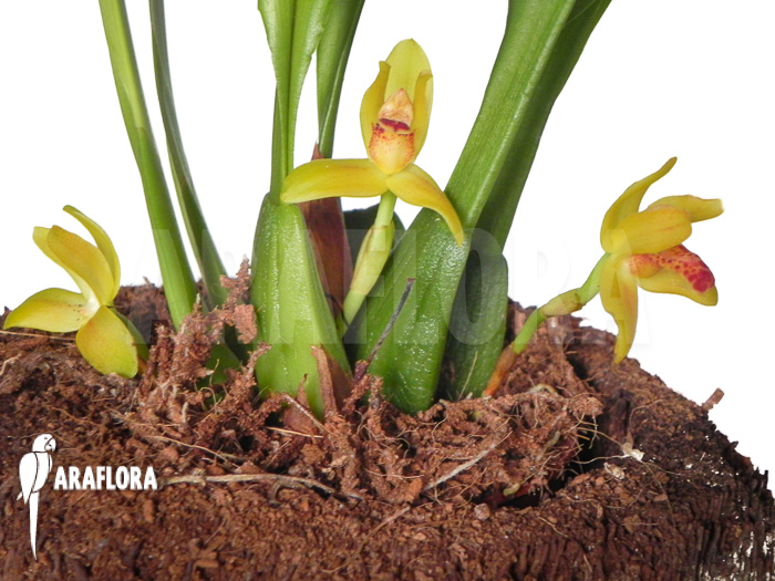 Maxillaria rufescens ‘yellow flower’