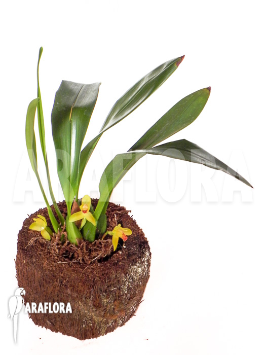 Maxillaria rufescens ‘yellow flower’