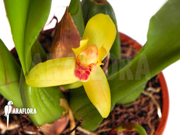 Maxillaria rufescens ‘yellow flower’
