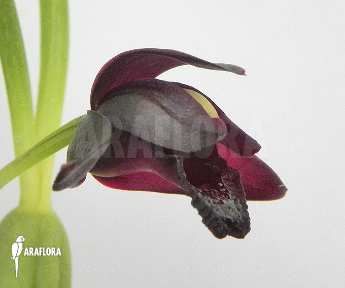 Maxillaria schunkeana