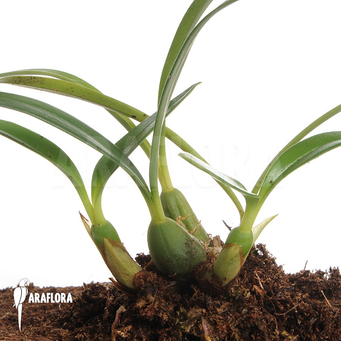 Maxillaria schunkeana