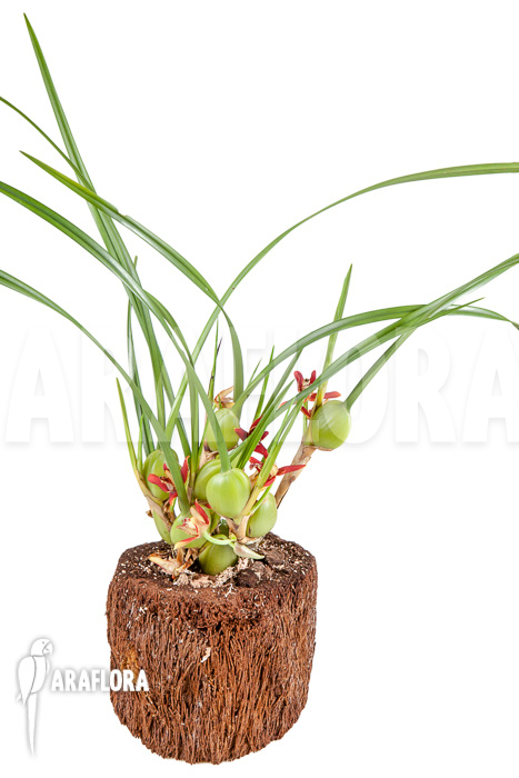Maxillaria tenuifolia ‘L’