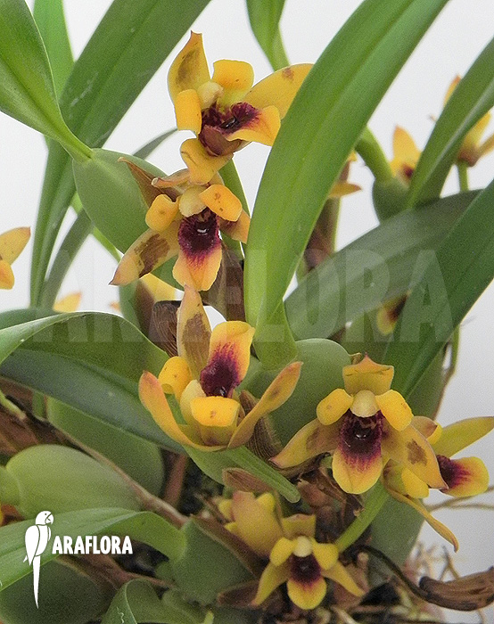 Maxillaria variabilis