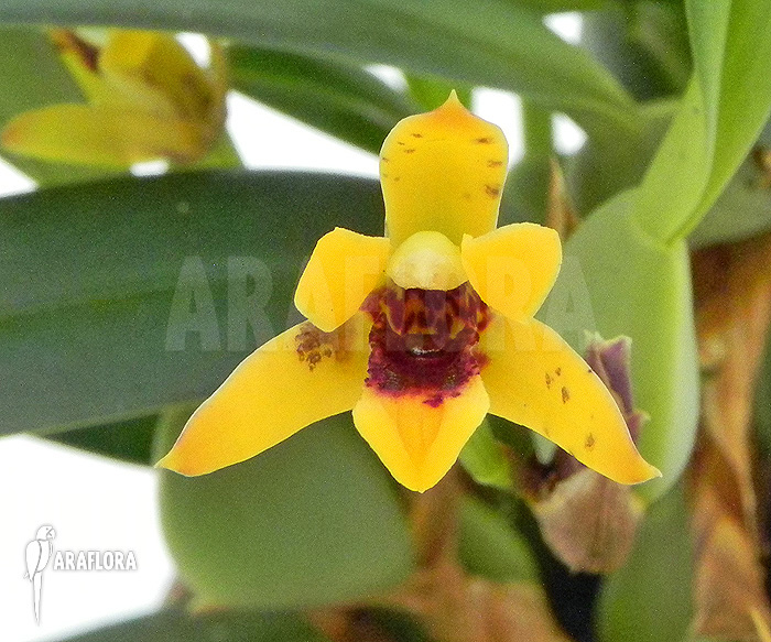 Maxillaria variabilis ‘S’