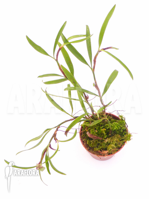 Mediocalcar bifolium