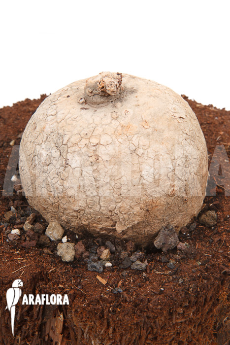 Merremia hollubii (Ipomoea hollubii)