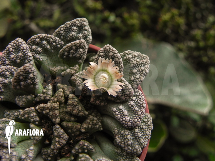 Mesembryanthemum hugo-schlechteri flower