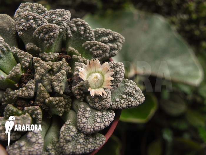 Mesembryanthemum hugo-schlechteri flower