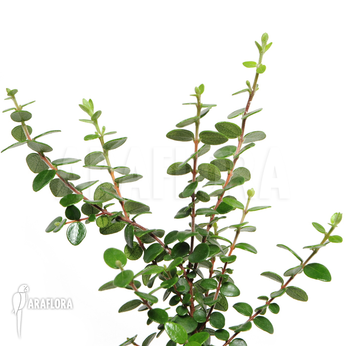 Metrosideros carmineus ‘L’