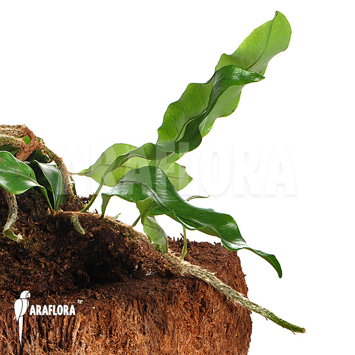 Microgramma lycopodioides