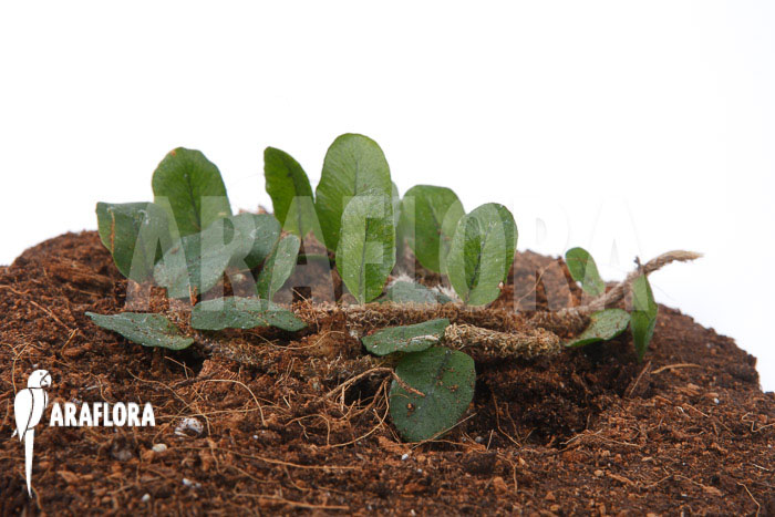 Microgramma vaccinifolia starter