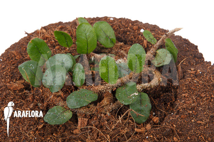 Microgramma vaccinifolia starter