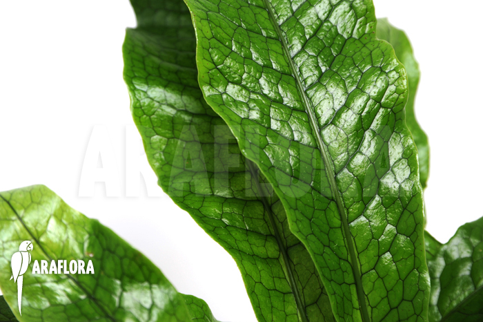 Microsorum musifolium Crocodyllus