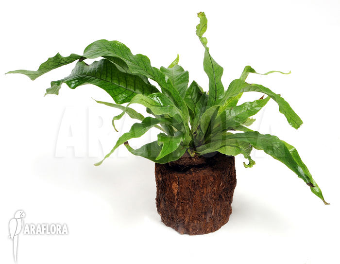 Microsorum musifolium Crocodyllus