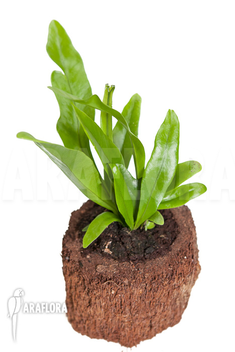 Microsorum punctatum