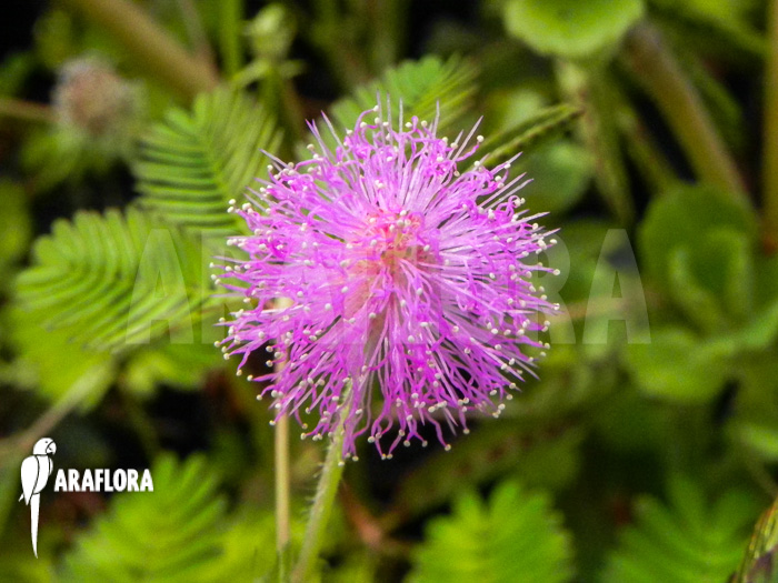 Mimosa pudica flower