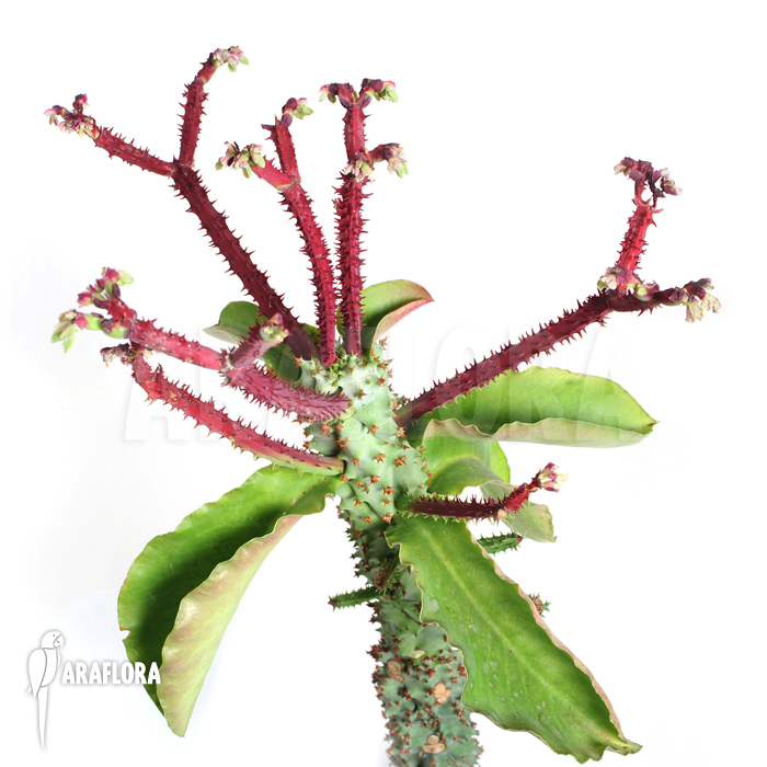 Monadenium spectabile