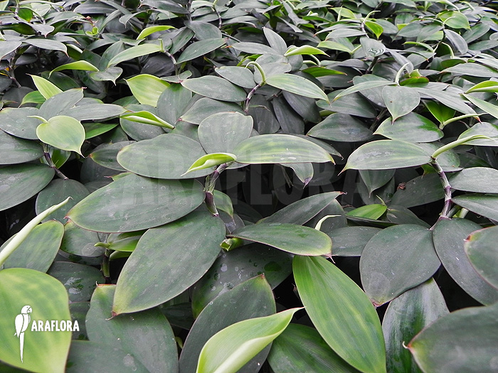 Monocostus uniflorus