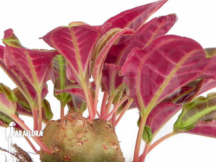 Monolena primuliflora ‘L’