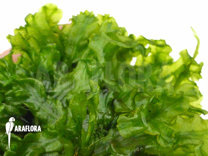 Tropical Pellia moss Monosolenium tenerum