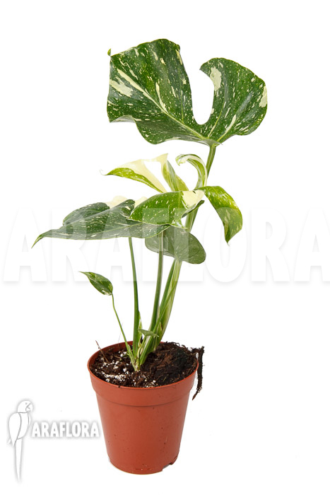 Monstera ‘Thai Constellation’ ‘M’